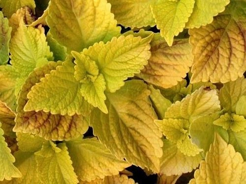 Колеус Блюма 'Визард Голден' (желтый)