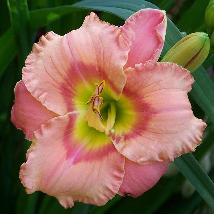 Лилейник Элегант Канди