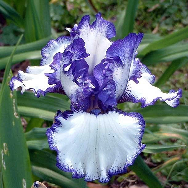 Ирис германский (бородатый) 'Луп де Луп' 