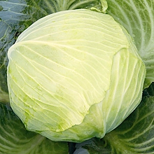 Капуста белокочанная 'Мишутка'
