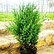 Можжевельник китайский 'Стрикта'