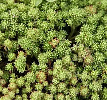 Седум лидийский (Очиток)