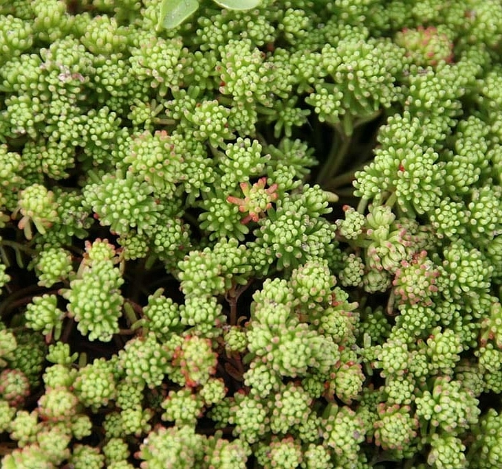 Седум лидийский (Очиток)