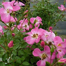 Роза Кумбайя (Rosa Cumbaya)