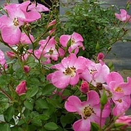 Роза Кумбайя (Rosa Cumbaya)