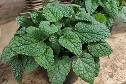 Мелисса лекарственная 'Мандарина'