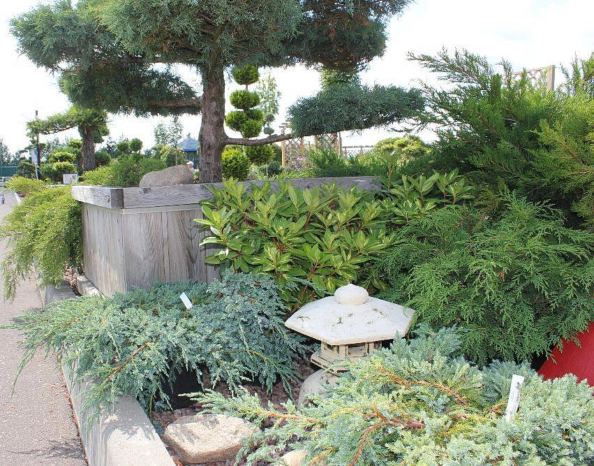 Композиция сосна Бонсай