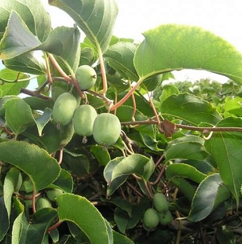 Актинидия Аргута (муж.)