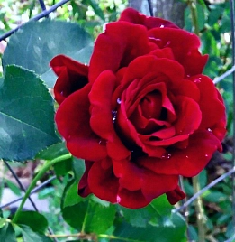 Роза 'Дон Жуан' (плетистая) (красная)
