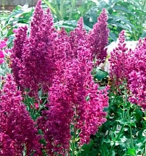 Сальвия дубравная (Шалфей) 'Швелленбург'