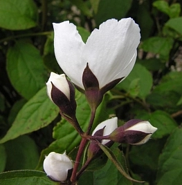 Чубушник 'Старбрайт'