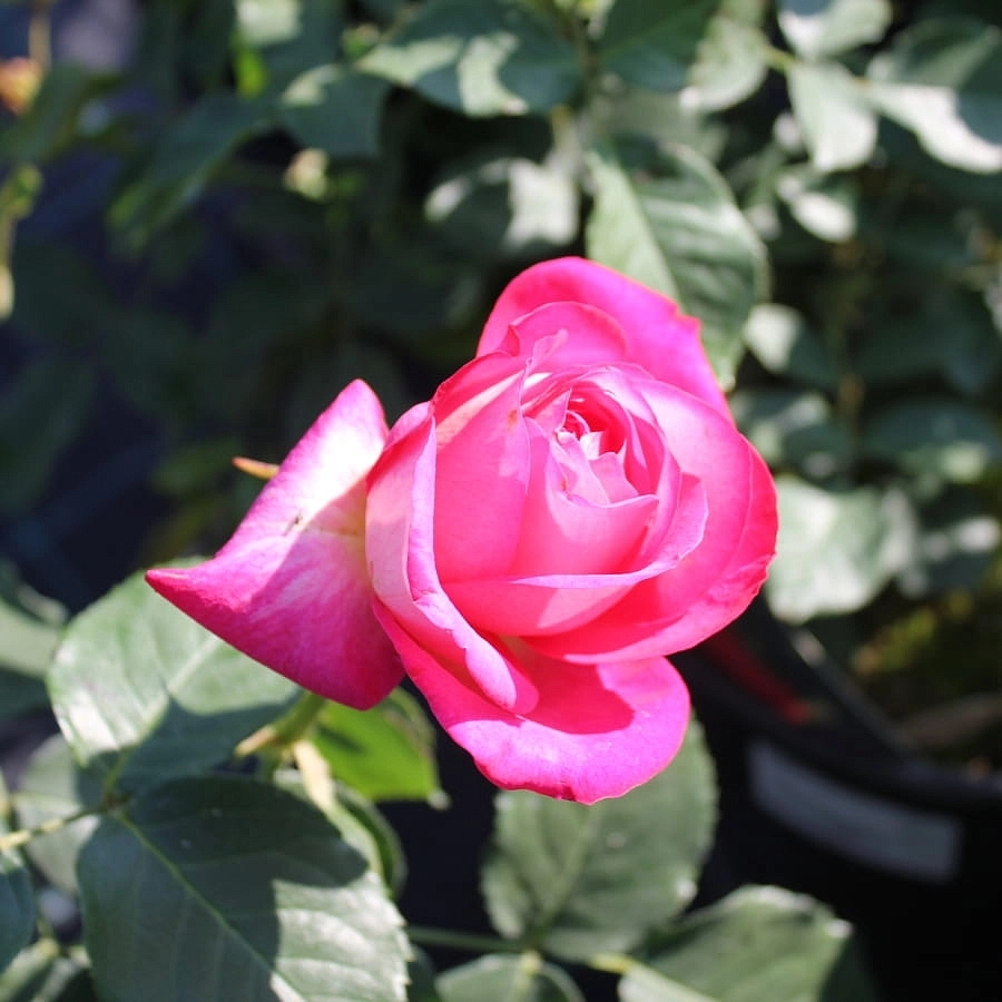 Роза 'Корфу' (чайно-гибридная) (желто - малиновая)