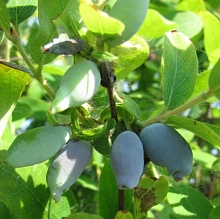 Жимолость съедобная 'Десертная'