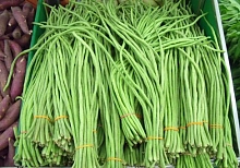 Фасоль 'Графиня'