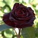Роза 'Блэк Баккара' (чайно-гибридная) (темно-бордовая)