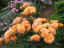 Роза 'Клементина' (парковая, флорибунда) (оранжевая)