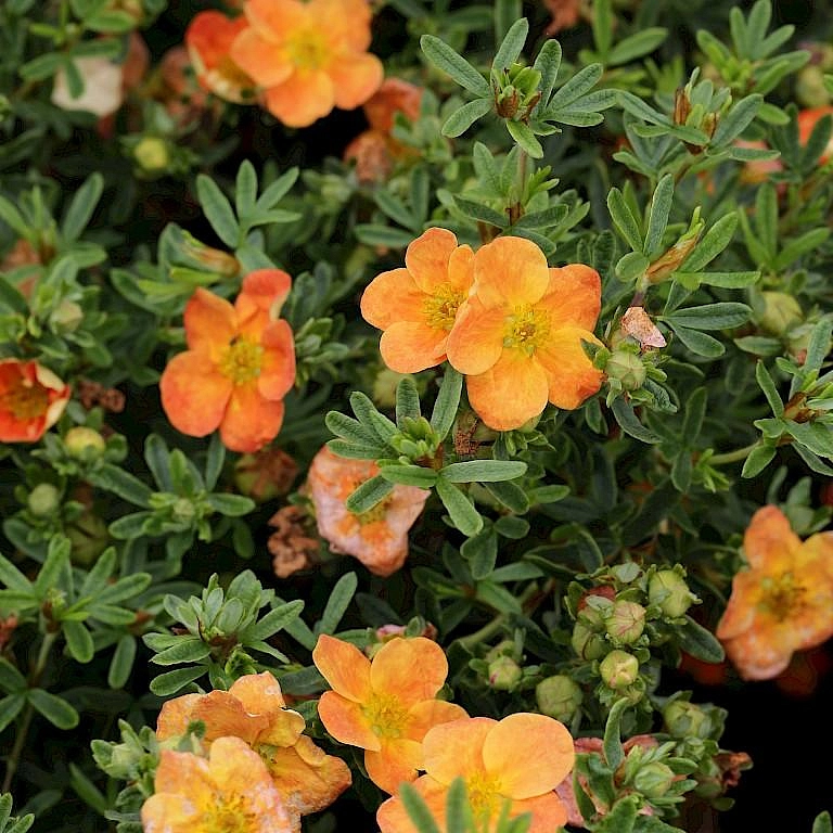 Лапчатка кустарниковая 'Белла Сол'