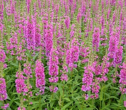 Дербенник ивоподобный 'Роберт'