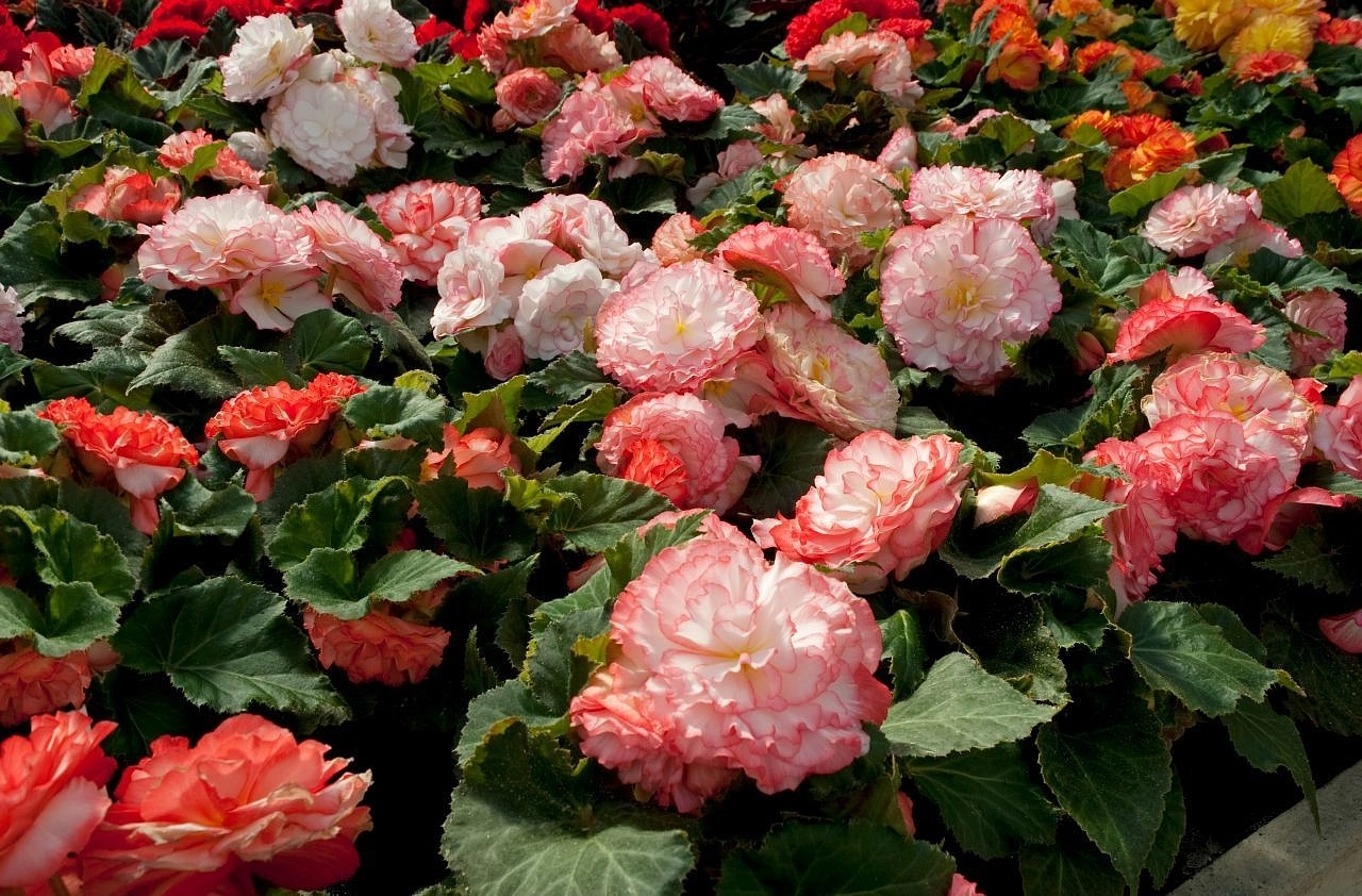 Бегония клубневая 'Нонстоп Роуз Пикотти' (светло-розовая с каймой)