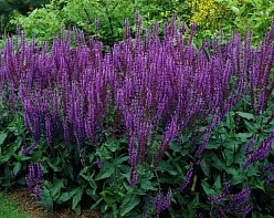 Сальвия дубравная (Шалфей) Сальвия дубравная (Шалфей)