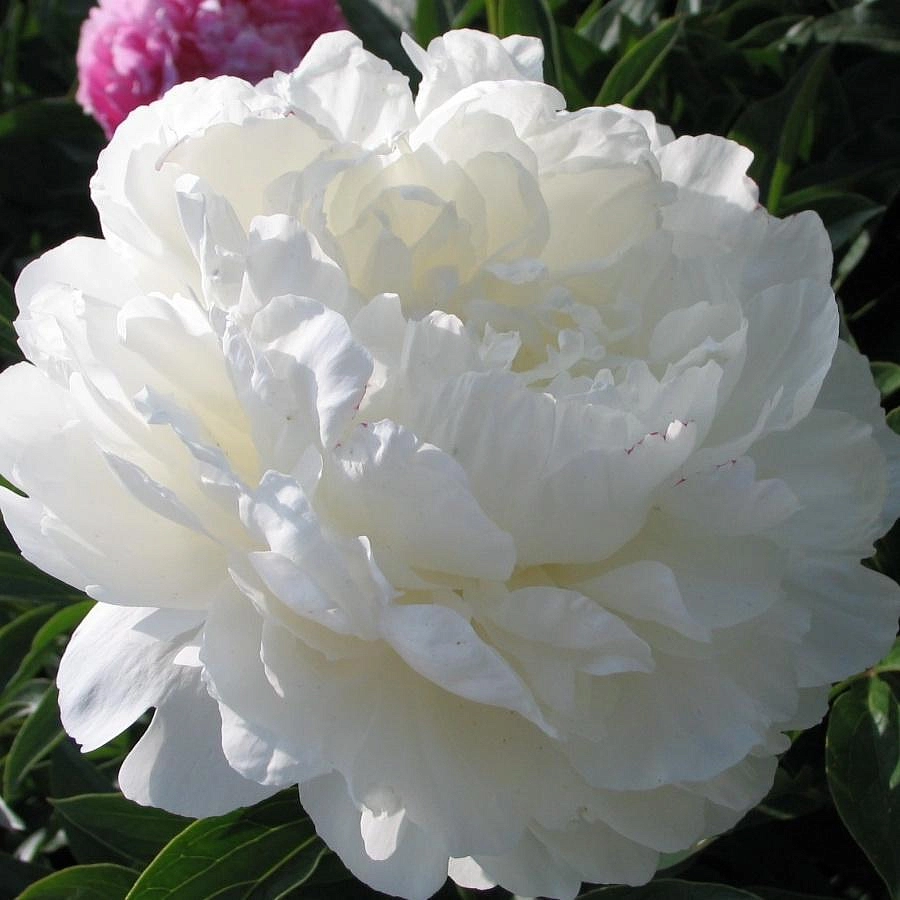 Пион молочноцветковый 'Лилиан Уайлд' (белый)