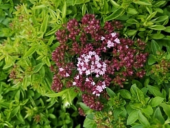 Душица обыкновенная 'Хот энд Спайси'