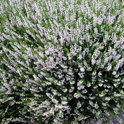 Вереск обыкновенный 'Спринг Крим'