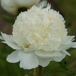 Пион молочноцветковый 'Брайдл Шауер' (белый)