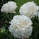 Пион молочноцветковый 'Сноу Суприм' (белый)