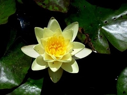 Кувшинка 'Марлиацея Хромателла'