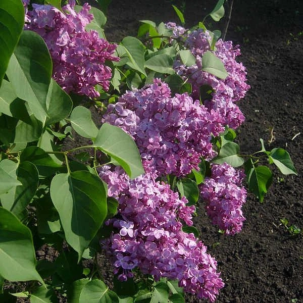 Сирень обыкновенная 'Русь' (лавандово - лиловая)