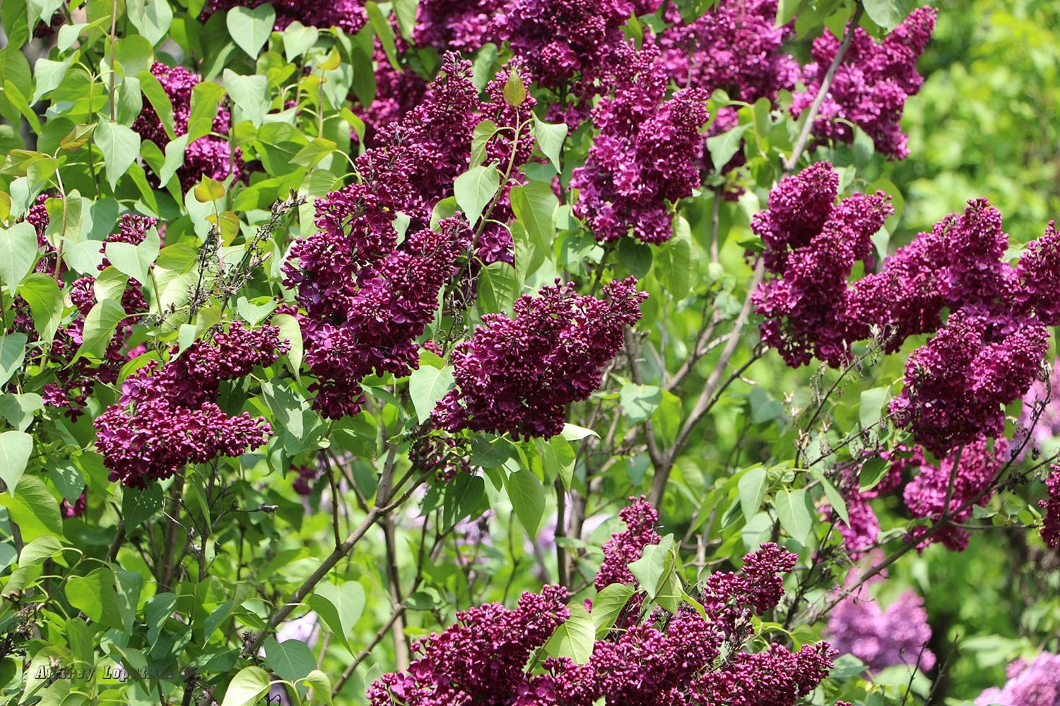 Сирень обыкновенная 'Маршал Соколовский' (бордовая)