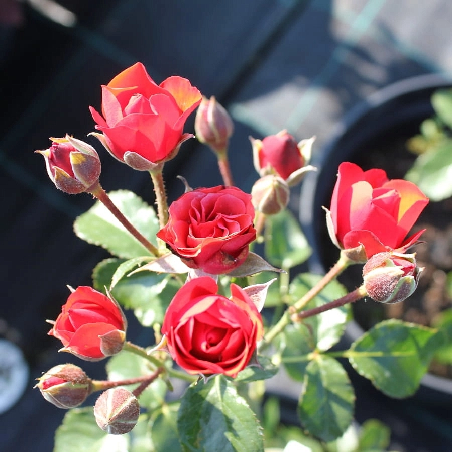 Роза 'Бордер Кинг' (миниатюрные) (красная)