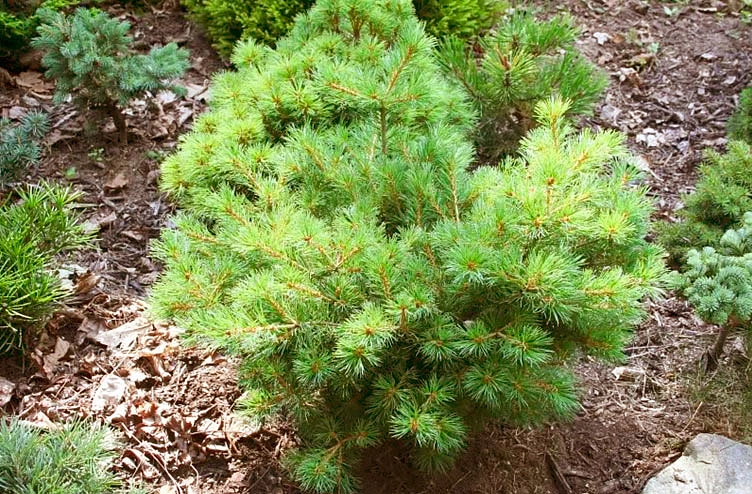 Сосна мелкоцетковая 'Нелли Д'