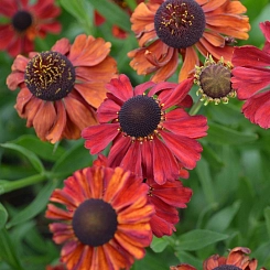 Гелениум гибридный 'Ред Арми'