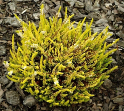 Вереск обыкновенный 'Ганновер' (белый лист желтый)