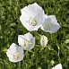 Колокольчик карпатский белый