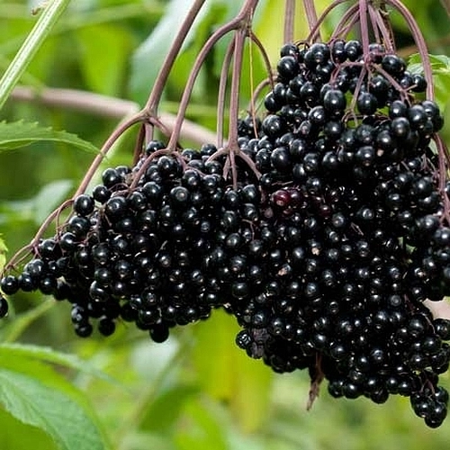 Бузина черная 'Аурея'