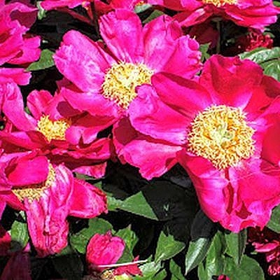 Пион молочноцветовый 'Профьюжен Пурпре' (пурпурный анемоноцветный)