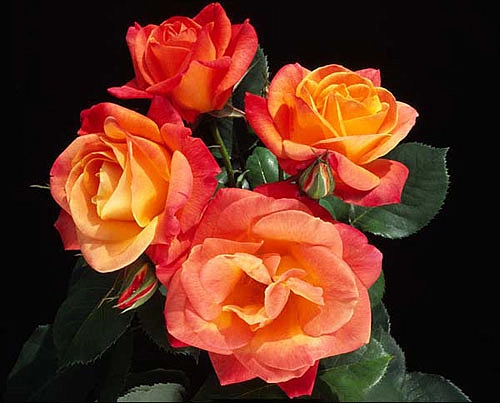 Роза 'Джозефc Коут' (плетистая) (оранжево-желтая)