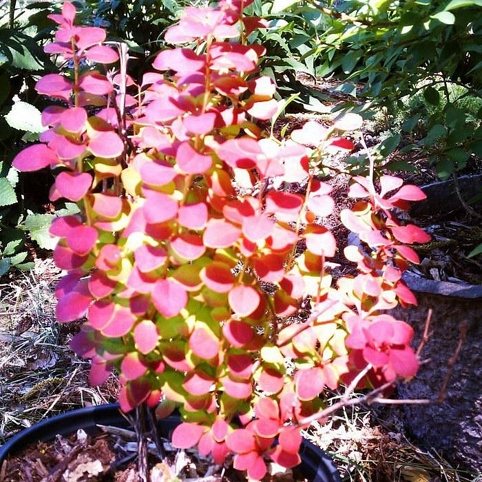 Барбарис Тунберга 'Оранж Рокет'