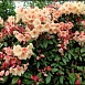 Рододендрон гибридный (азалия) 'Вирджиния Ричард' (персиковый)