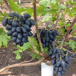 Виноград 'Ромбик'