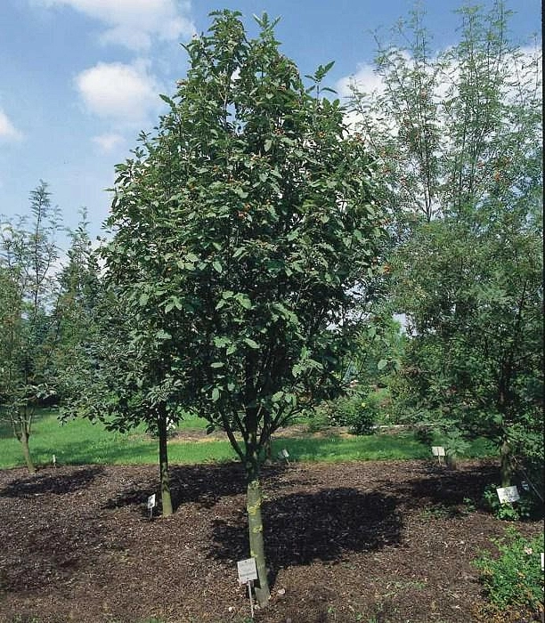 Рябина тюрингская 'Фастигиата'