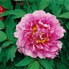 Пион древовидный (цветочная роса) 'Линг Хуа Зан Лу' (розовый)