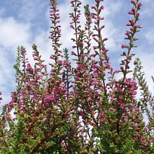 Вереск обыкновенный 'Перестройка' (розовый)