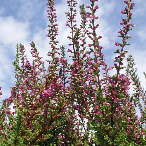 Вереск обыкновенный 'Перестройка' (розовый)