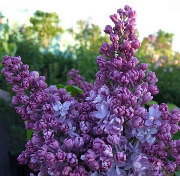 Сирень обыкновенная 'Лиловая Пирамида' (лиловые)