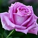 Роза 'Аква' (чайно-гибридная) (розово-сиреневая)