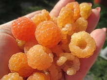 Малина 'Жёлтый пингвин'